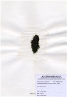 藏品(指枝藻)的圖片